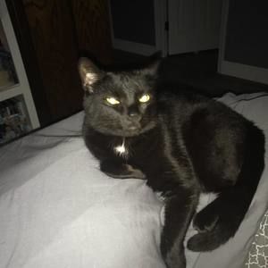 Meet your Posher, Merle